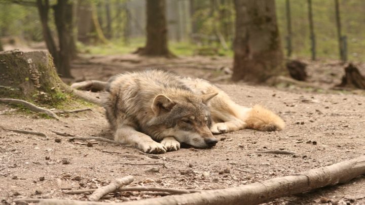 История спасения волка