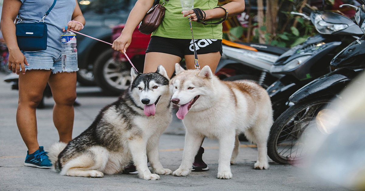 Чихуахуа хаски. Хаски и бегун. Собака на концерте. Хаски и Лимонов. 6 Dogs photos.