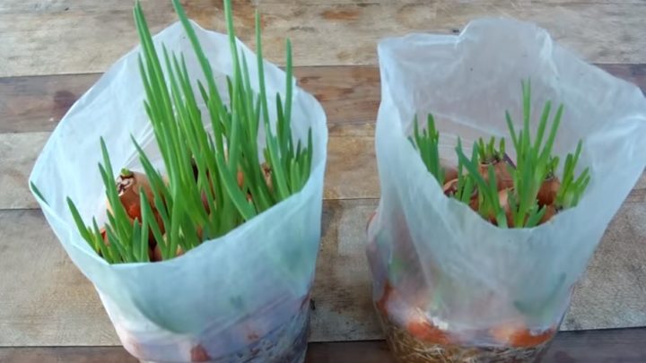 «Как выращивать зеленый лук в домашних условиях «
