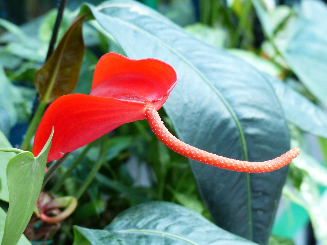 Спатифиллум красный цветок